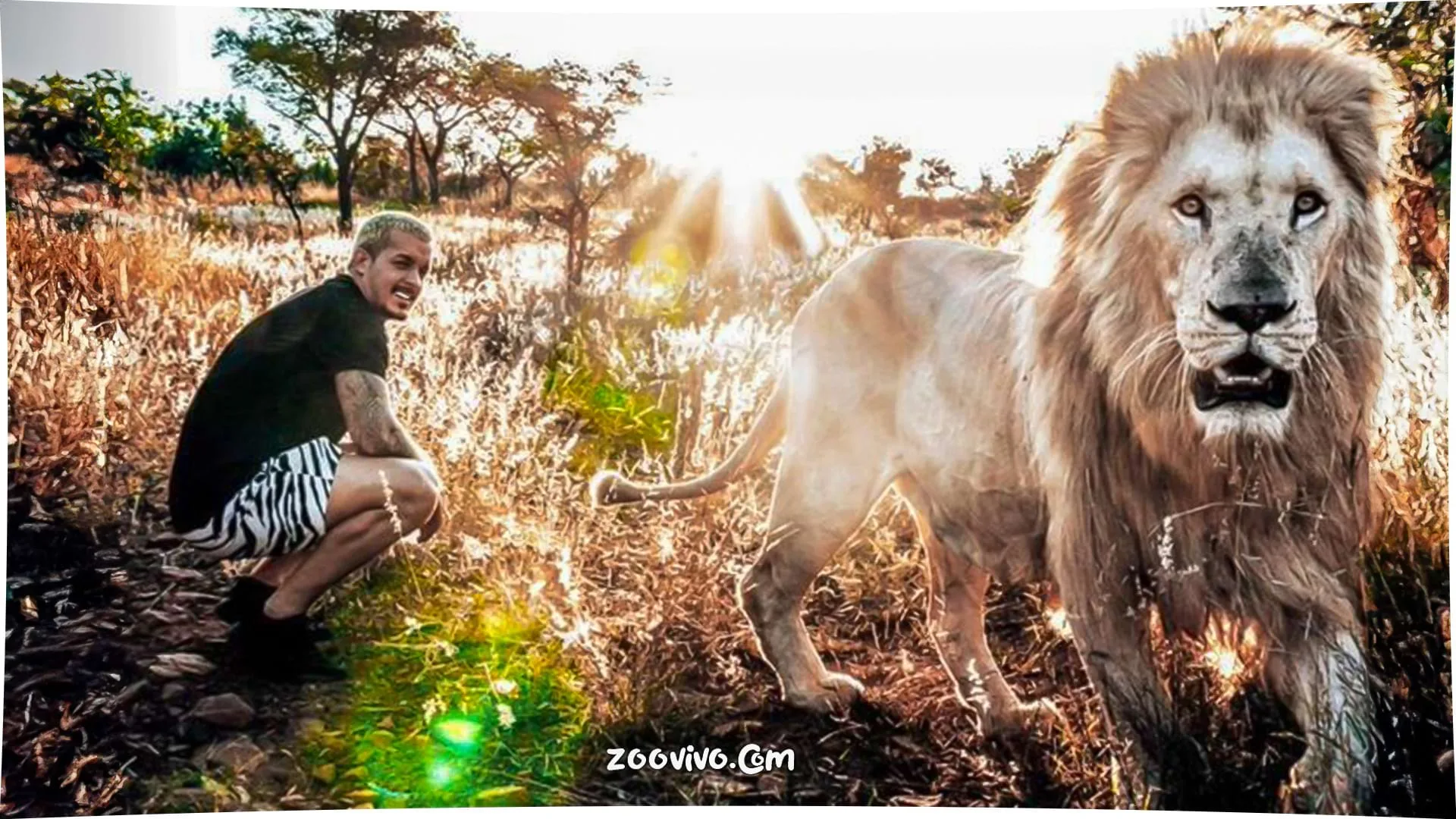 Moment Dean Schneider Released His Lions Back Into The Wild